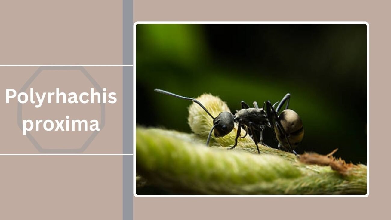 Polyrhachis proxima