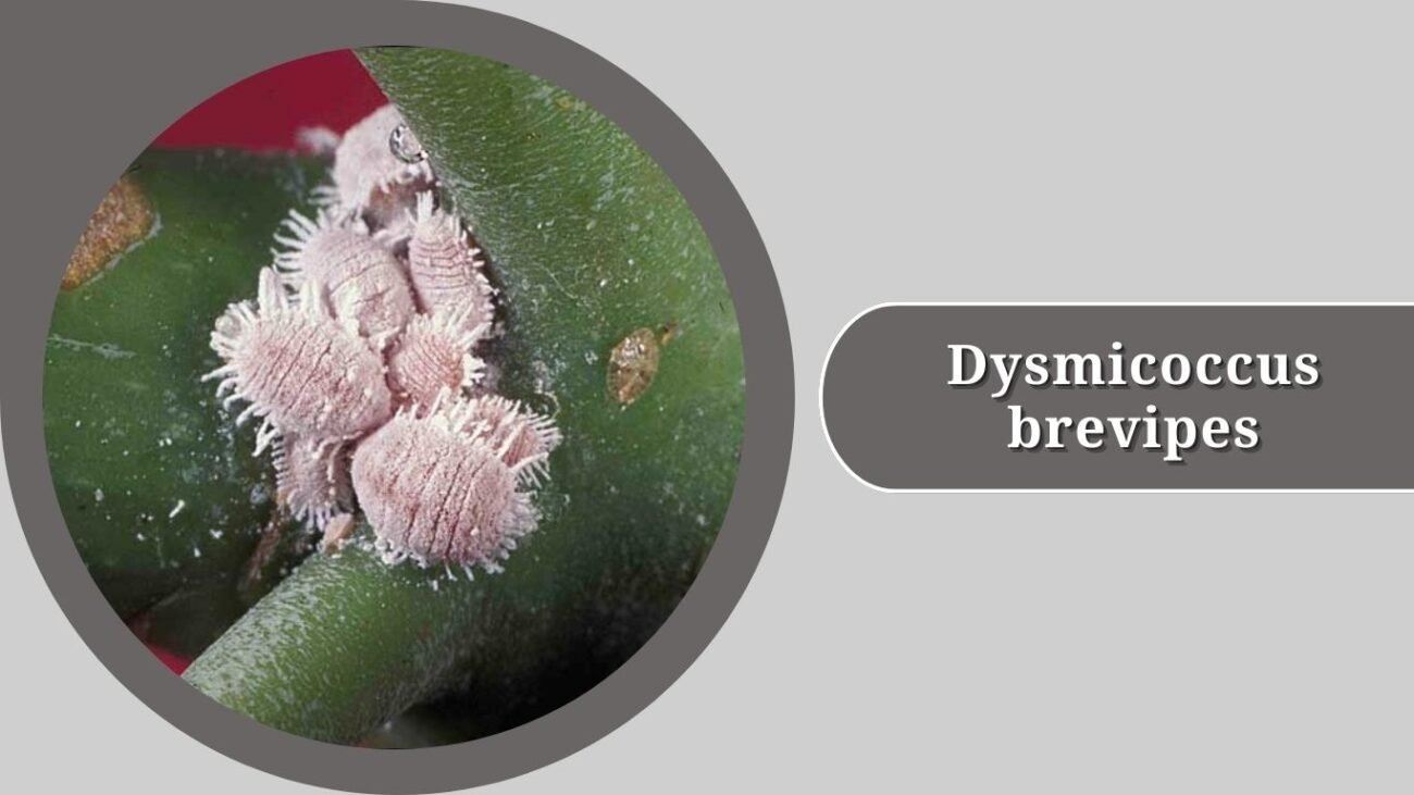 Dysmicoccus brevipes (Pineapple Mealybug)