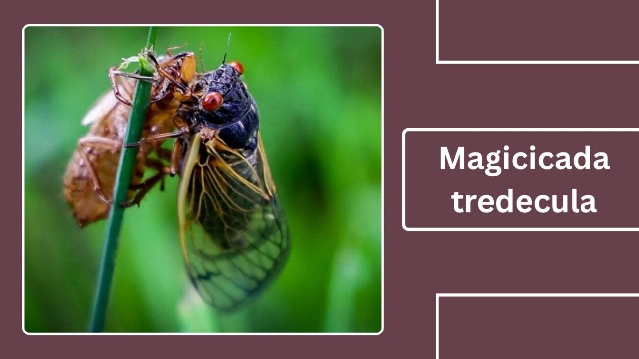 Magicicada tredecula