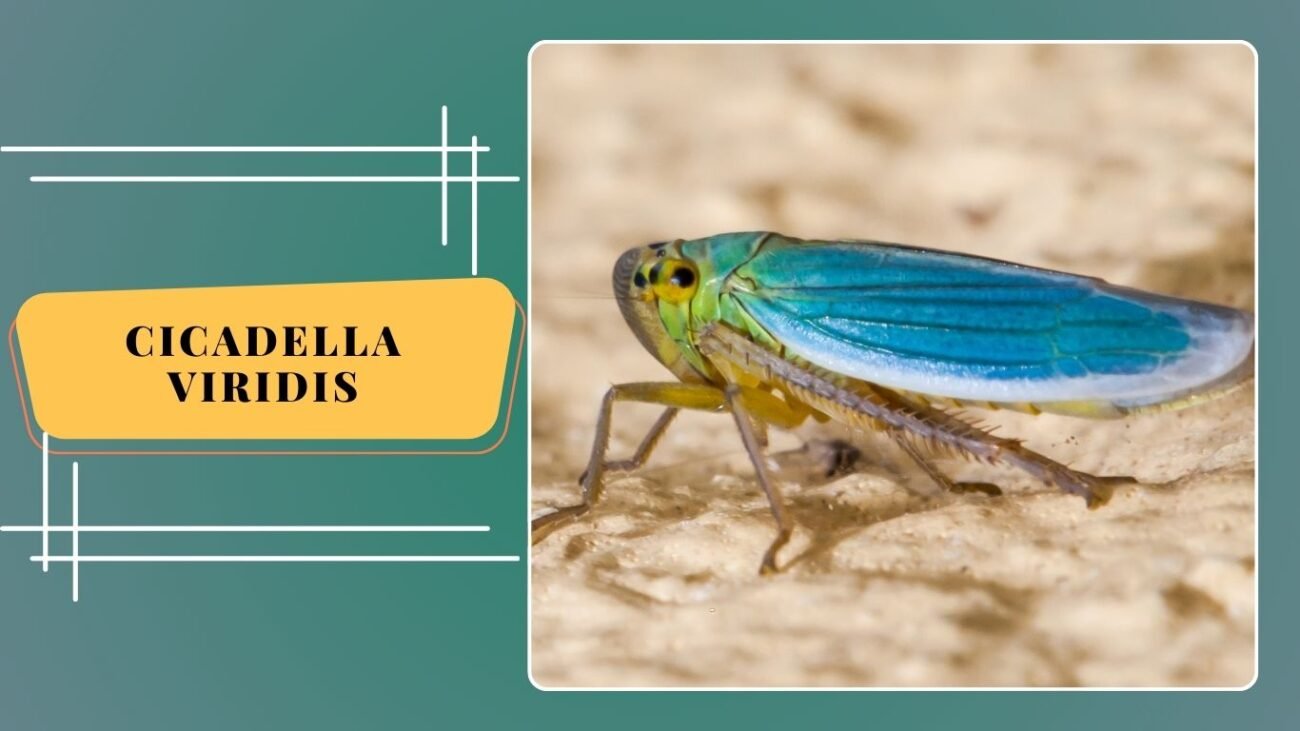 Cicadella viridis (Green Leafhopper)
