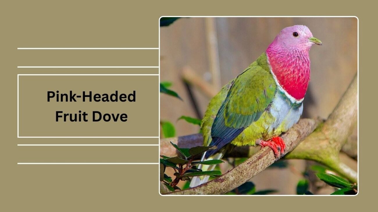 Pink-Headed Fruit Dove