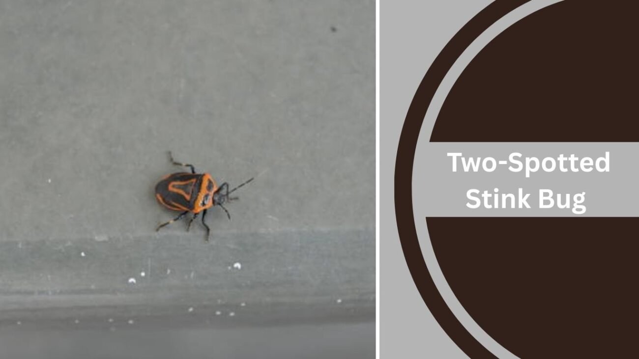Two-Spotted Stink Bug