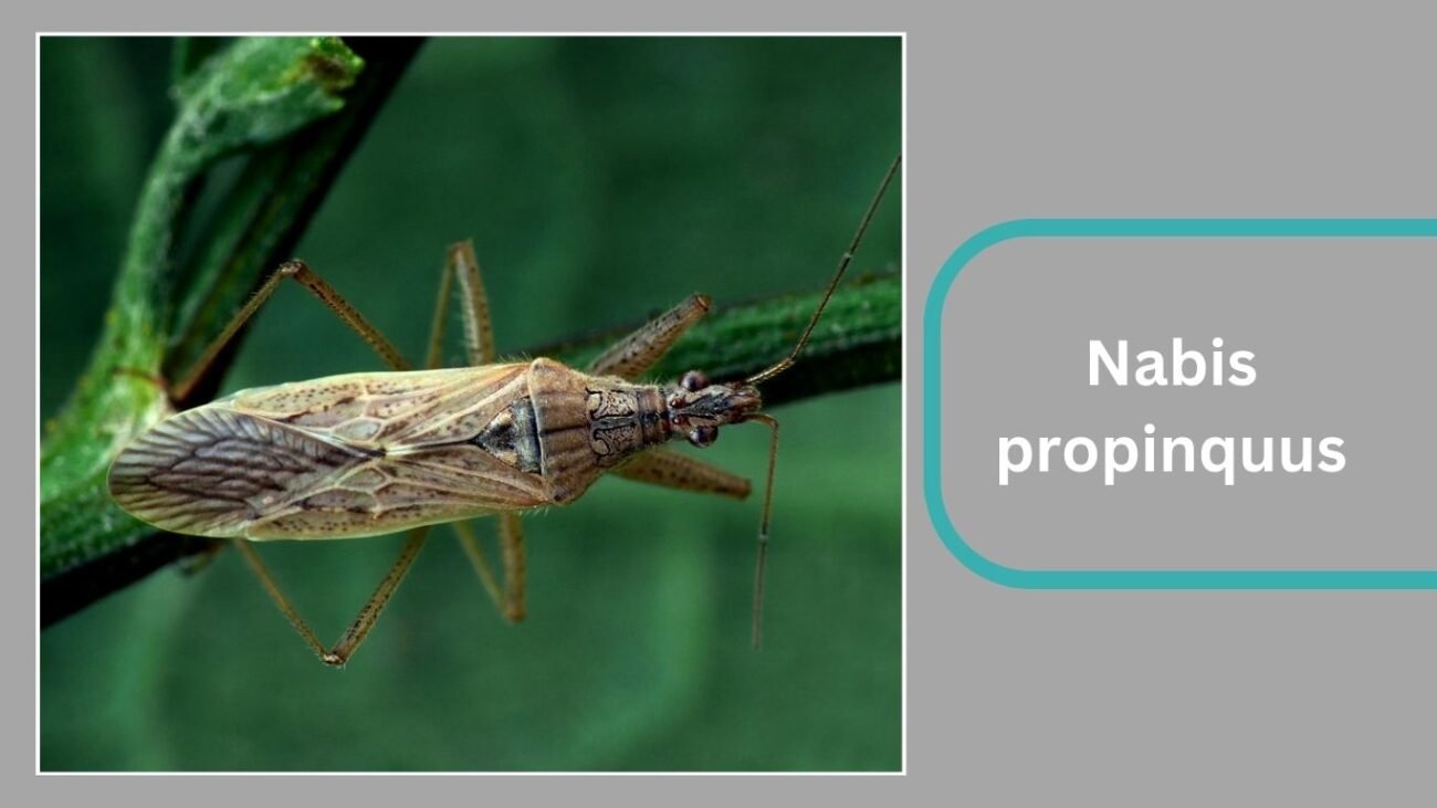 Nabis propinquus