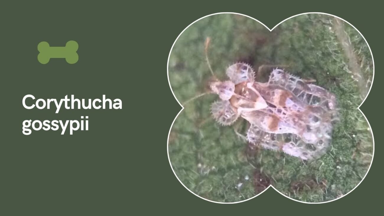 Corythucha gossypii (Cotton Lace Bug)