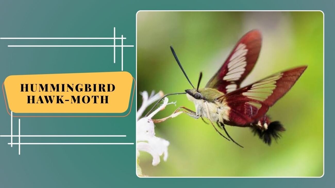 Hummingbird Hawk-Moth (Macroglossum stellatarum)