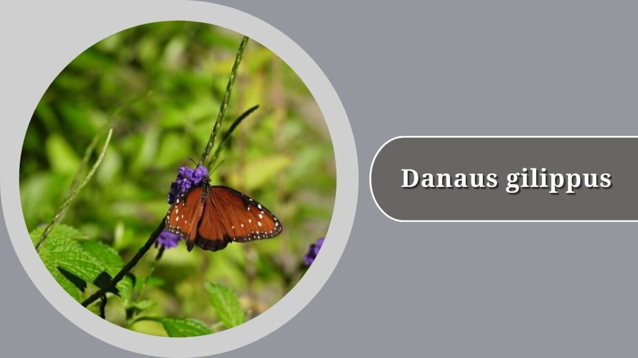 Danaus gilippus (Queen)