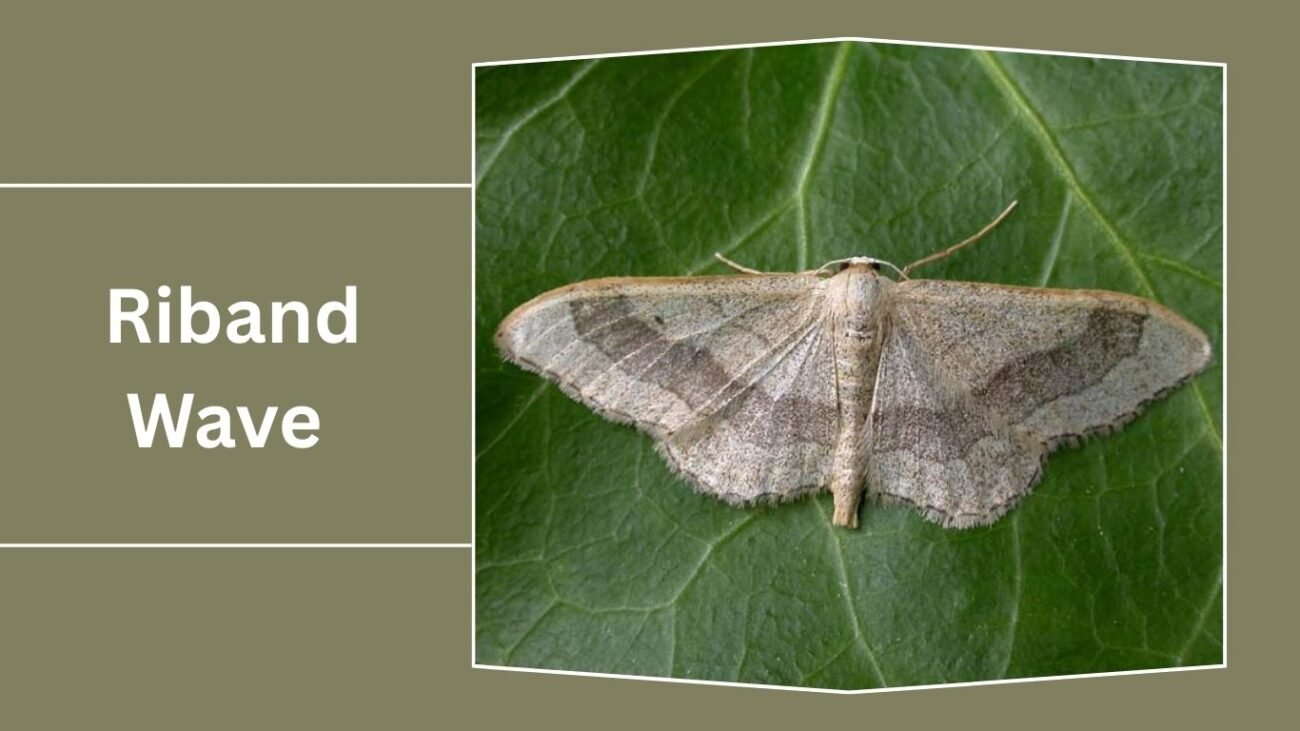 Riband Wave (Idaea aversata)