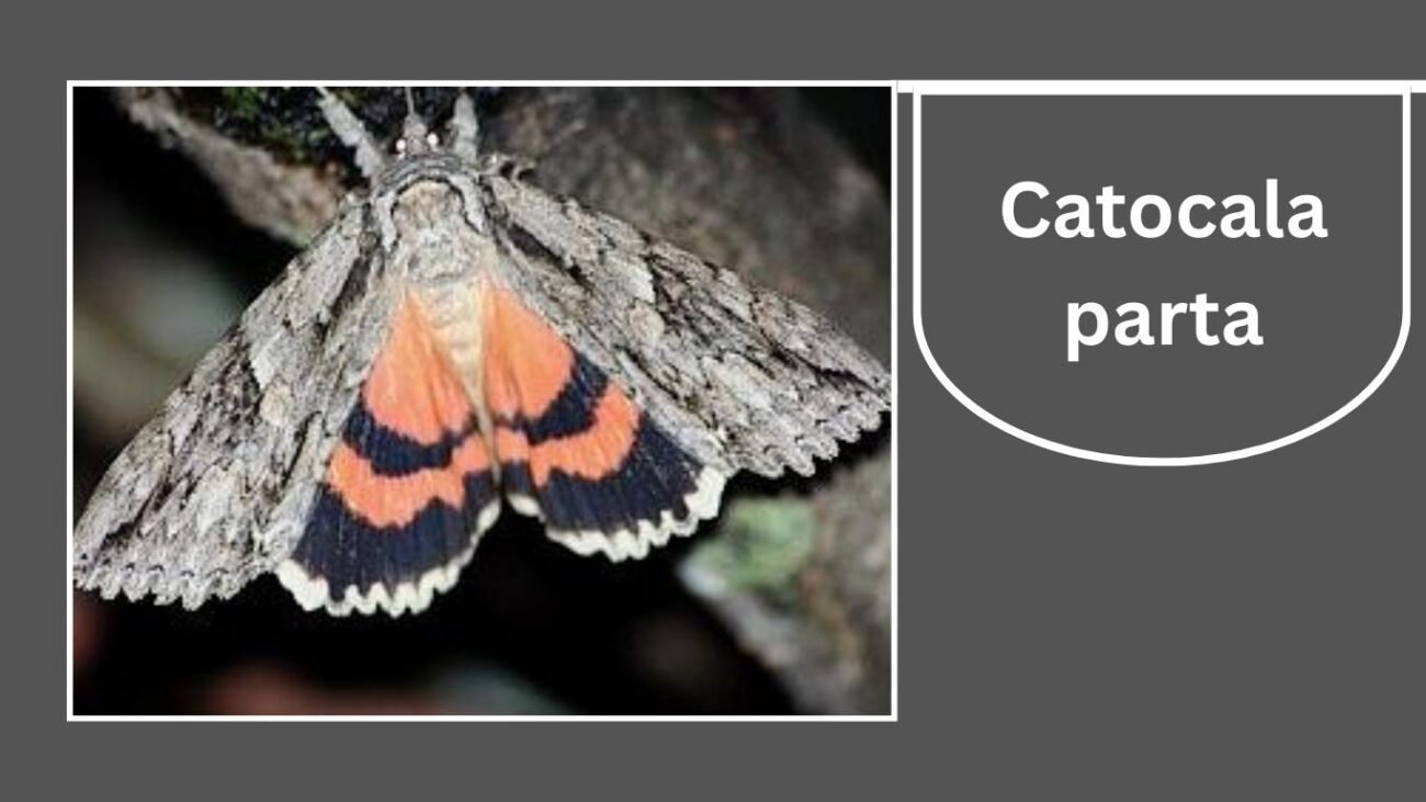 Catocala parta (Mother Underwing)
