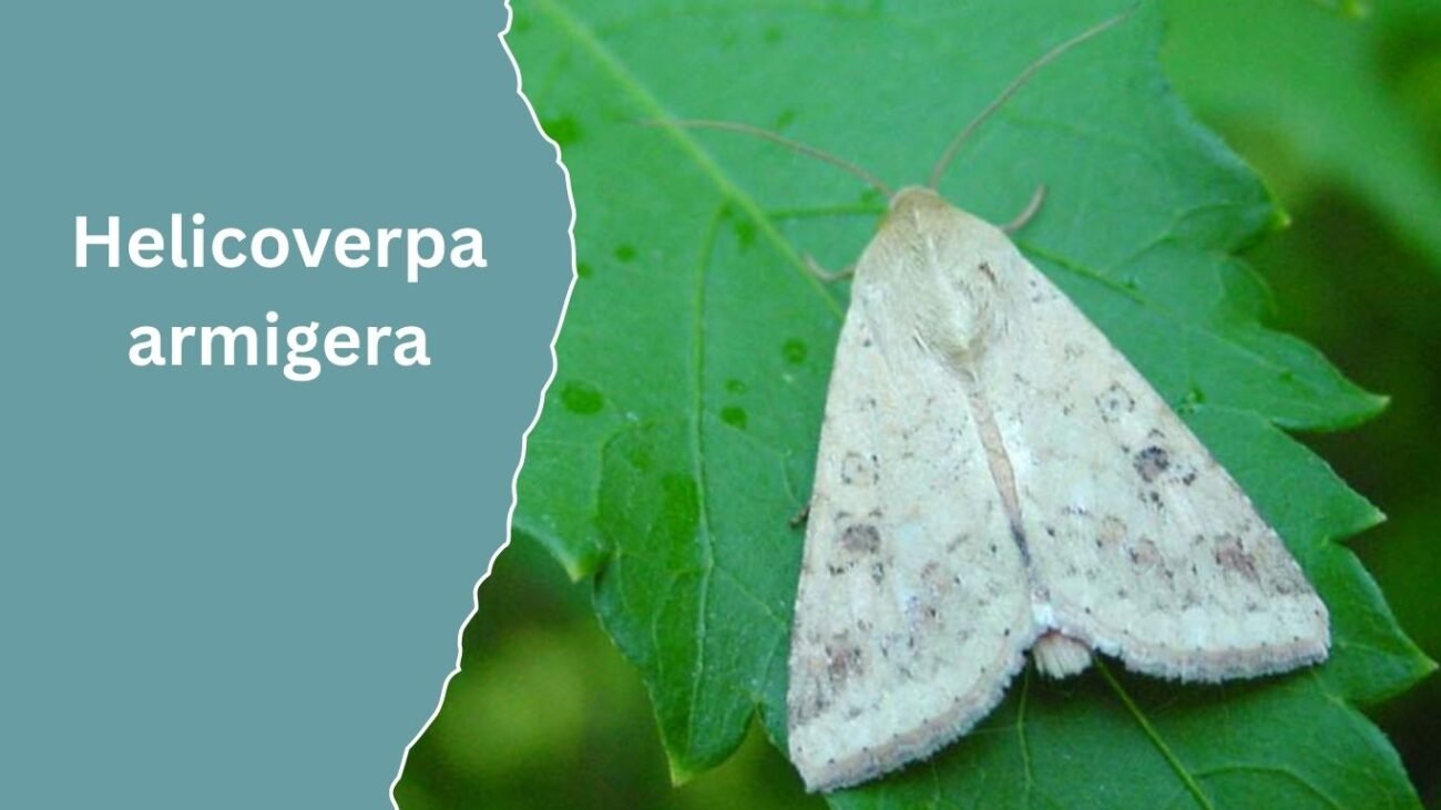  Helicoverpa armigera (Cotton Bollworm)