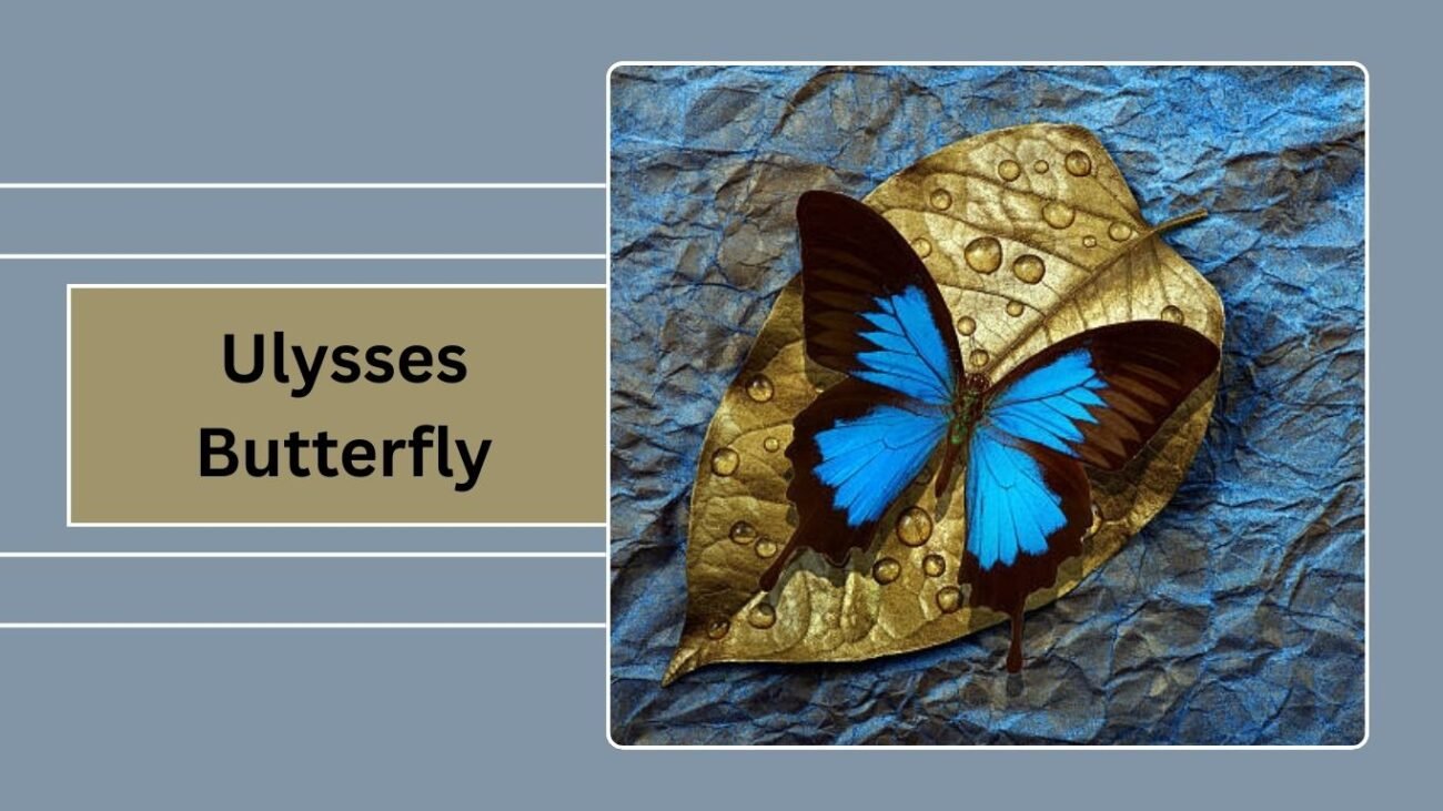 Ulysses Butterfly (Papilio ulysses)