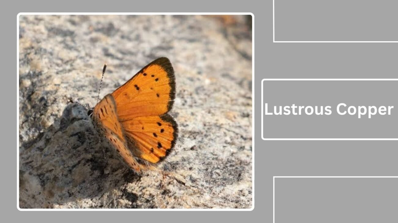 Lustrous Copper (Lycaena cupreus)