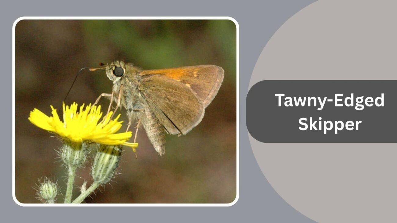 Tawny-Edged Skipper