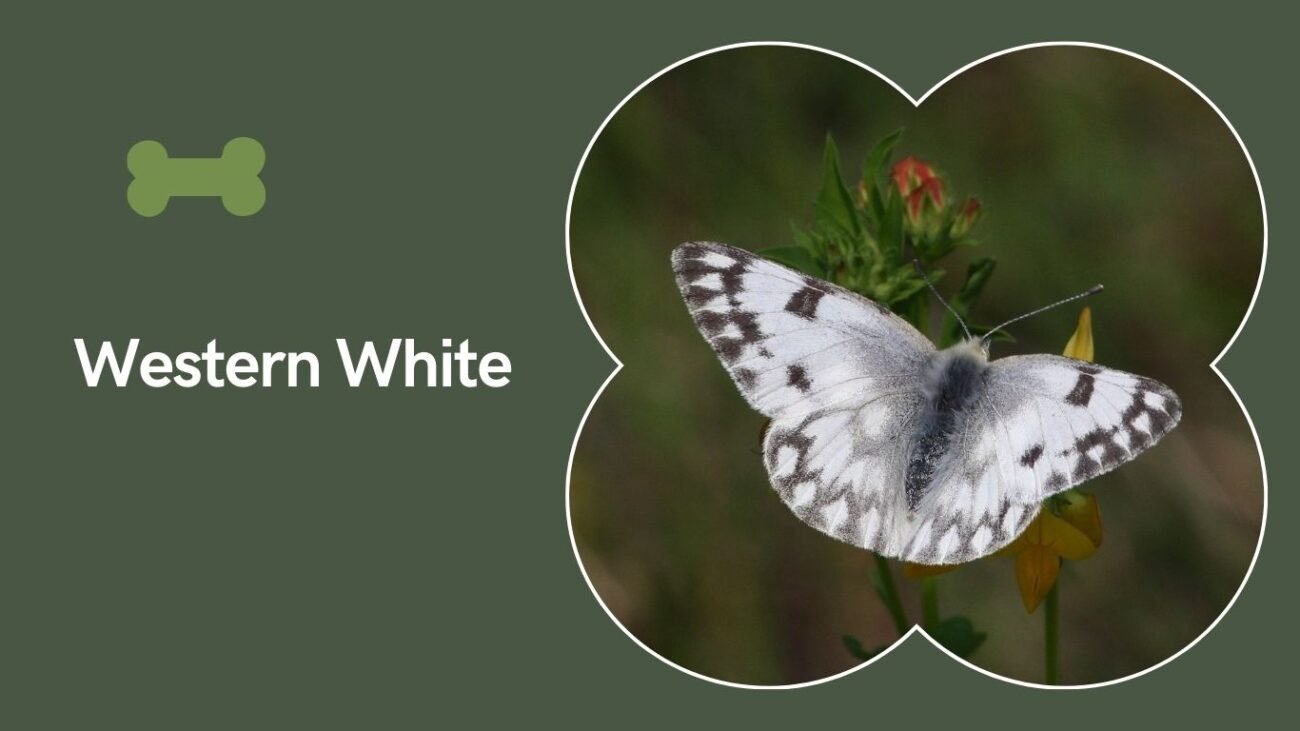 Western White (Pontia occidentalis)