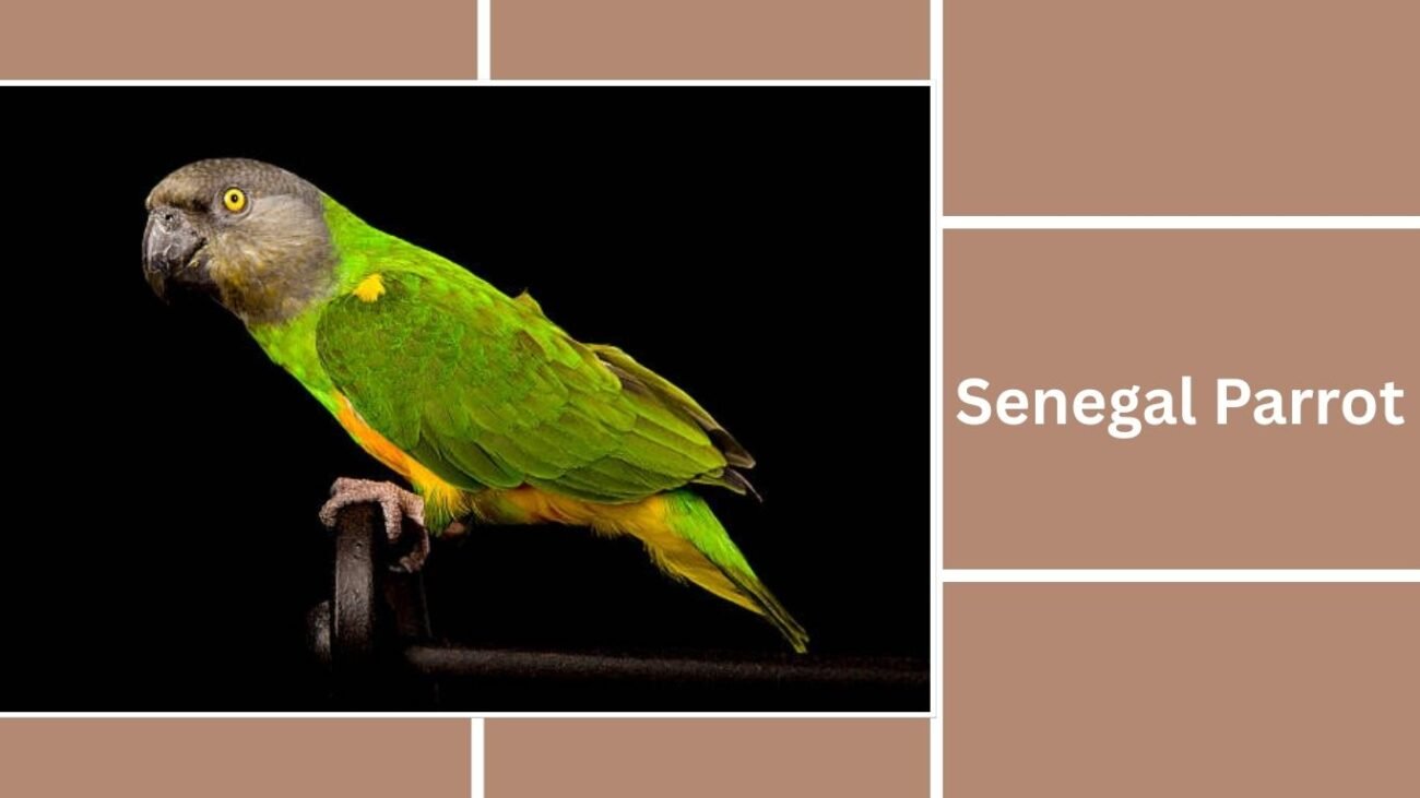 Senegal Parrot