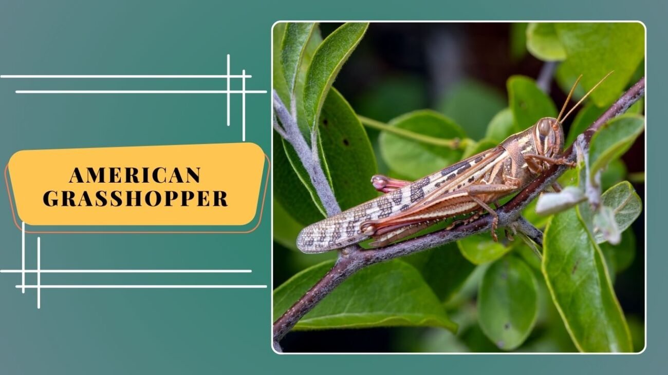 American Grasshopper