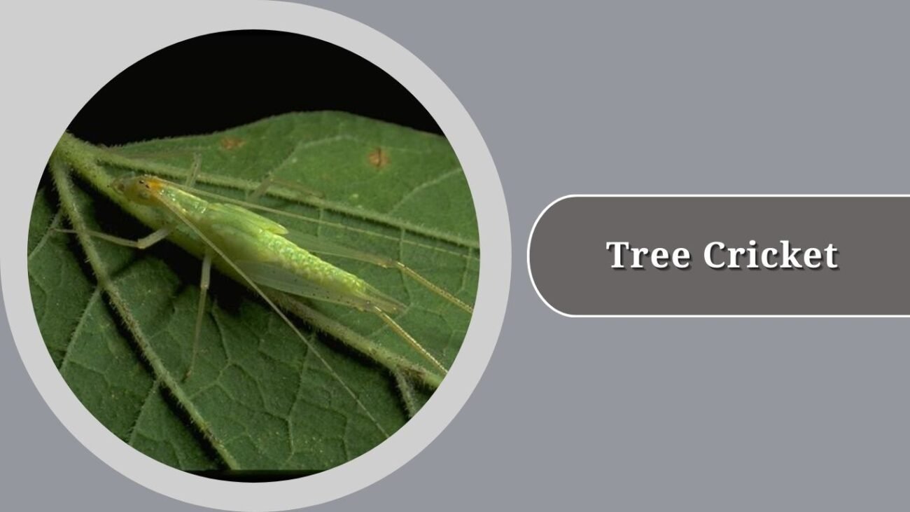 Tree Cricket