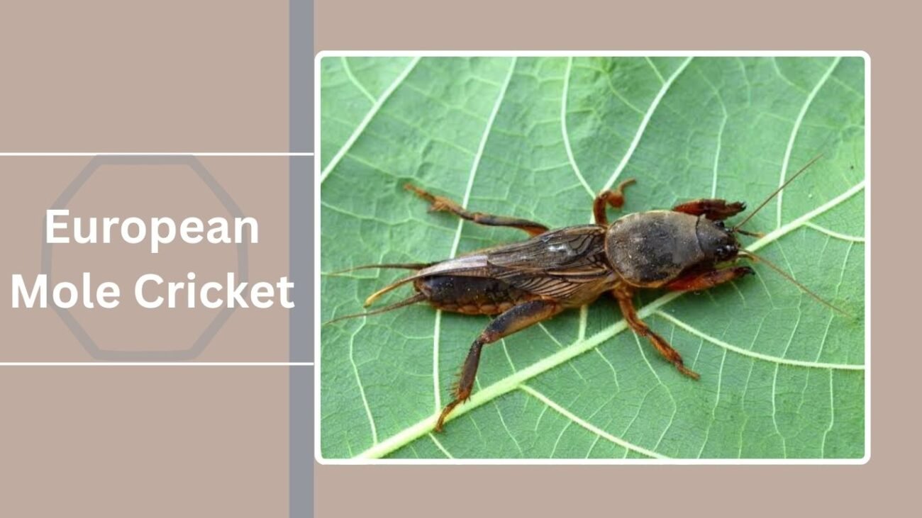 European Mole Cricket