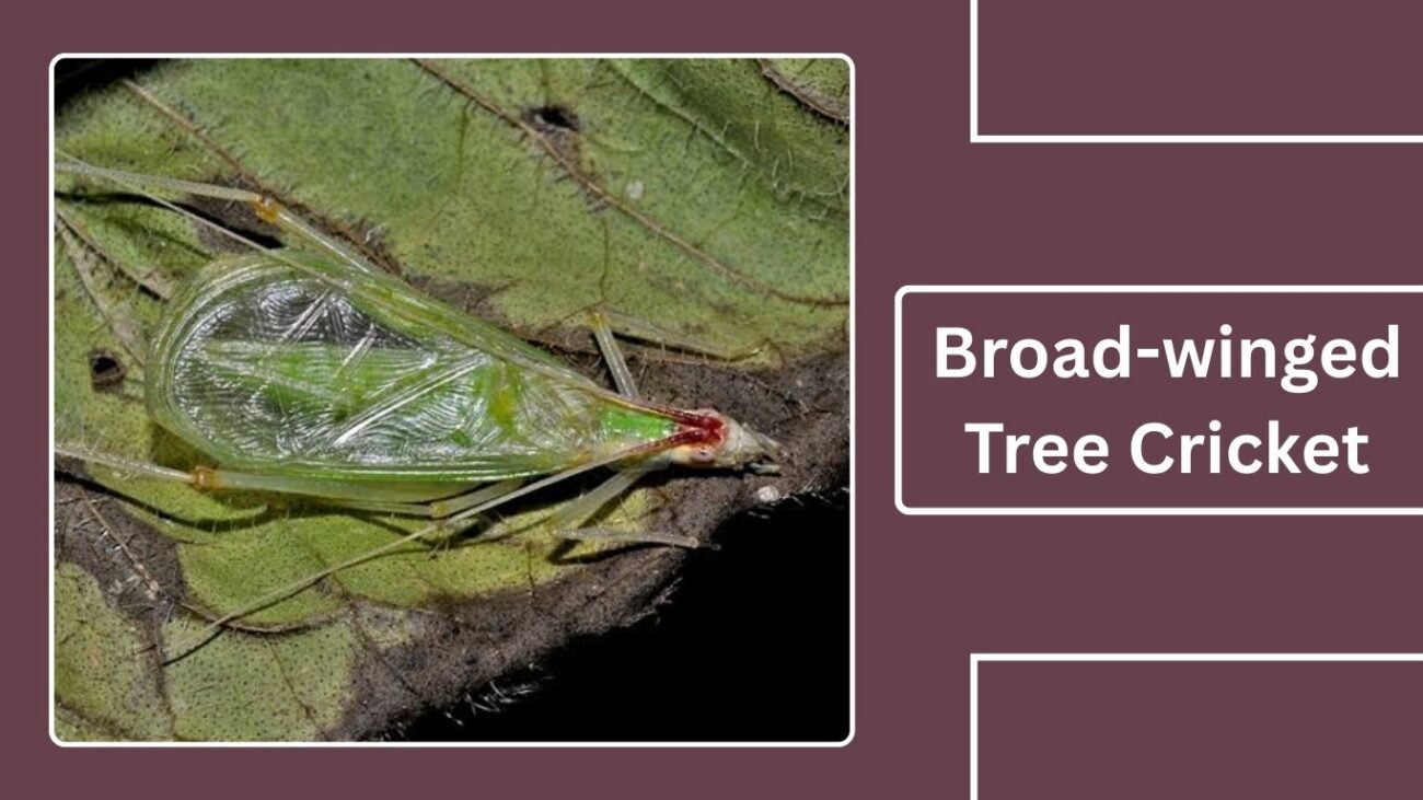 Broad-winged Tree Cricket