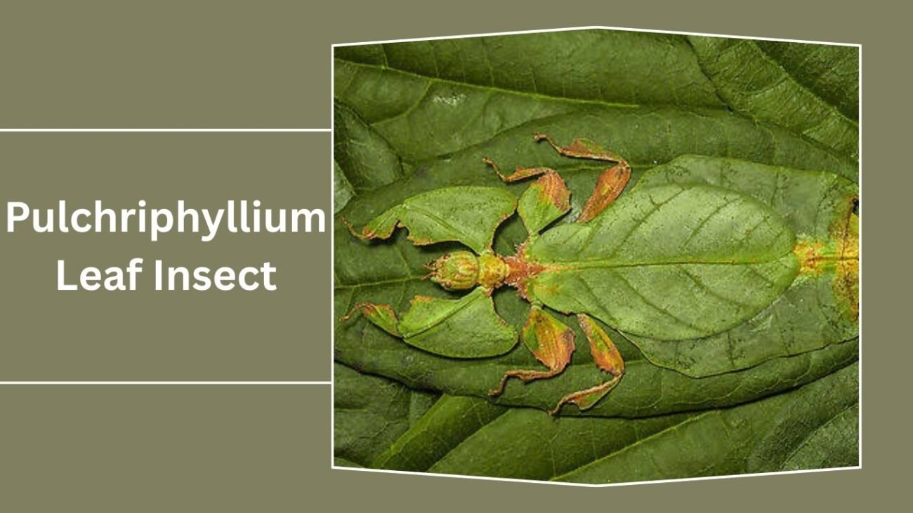 Pulchriphyllium Leaf Insect (Pulchriphyllium crurifolium)