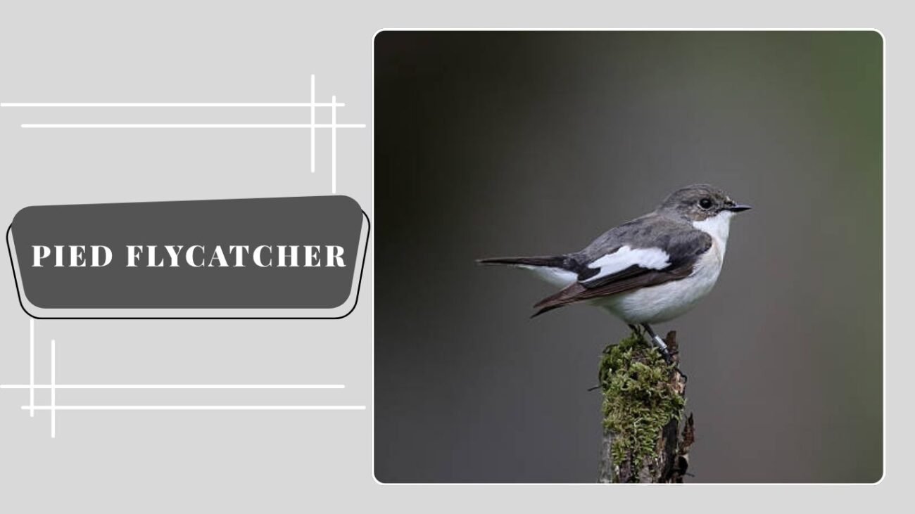  Pied Flycatcher