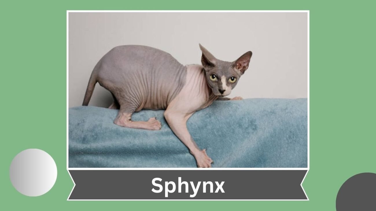 Sphynx