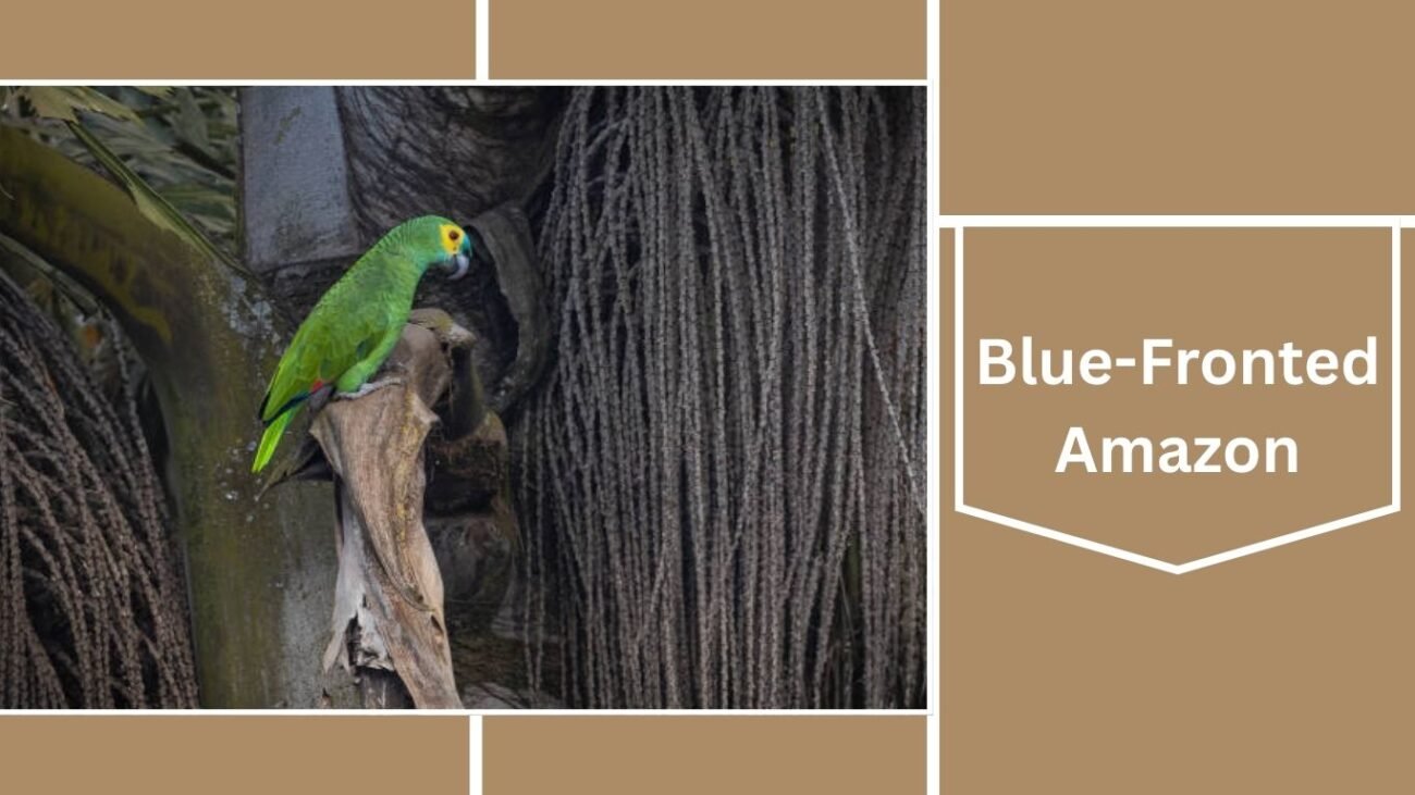 Blue-Fronted Amazon