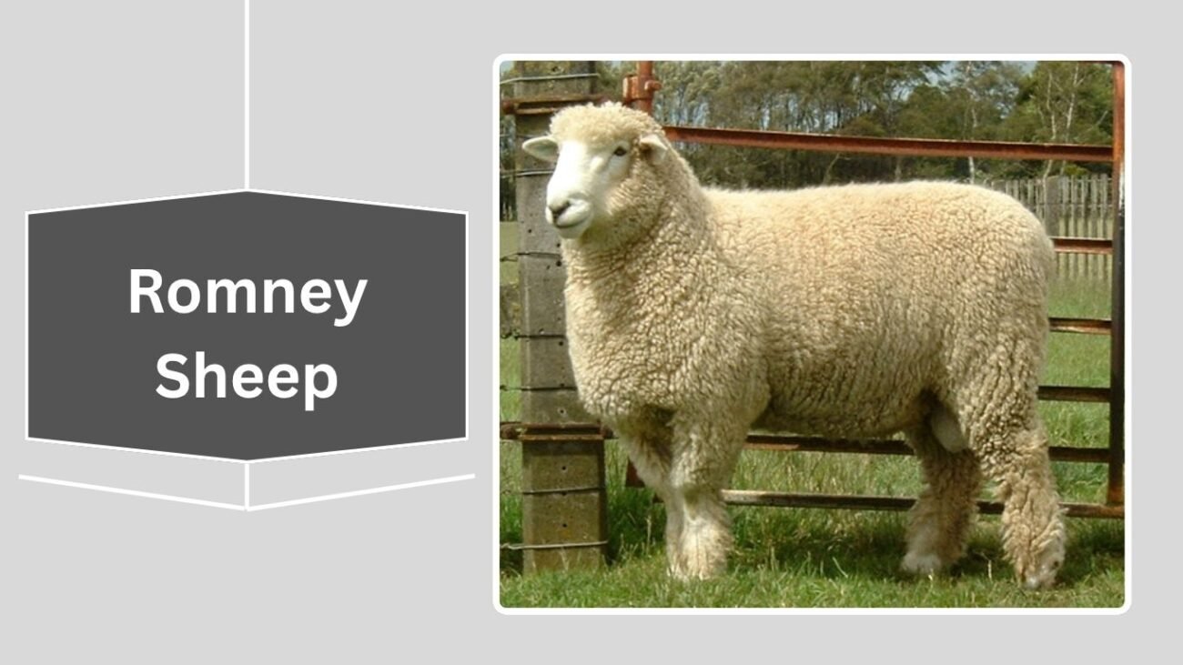 Romney Sheep