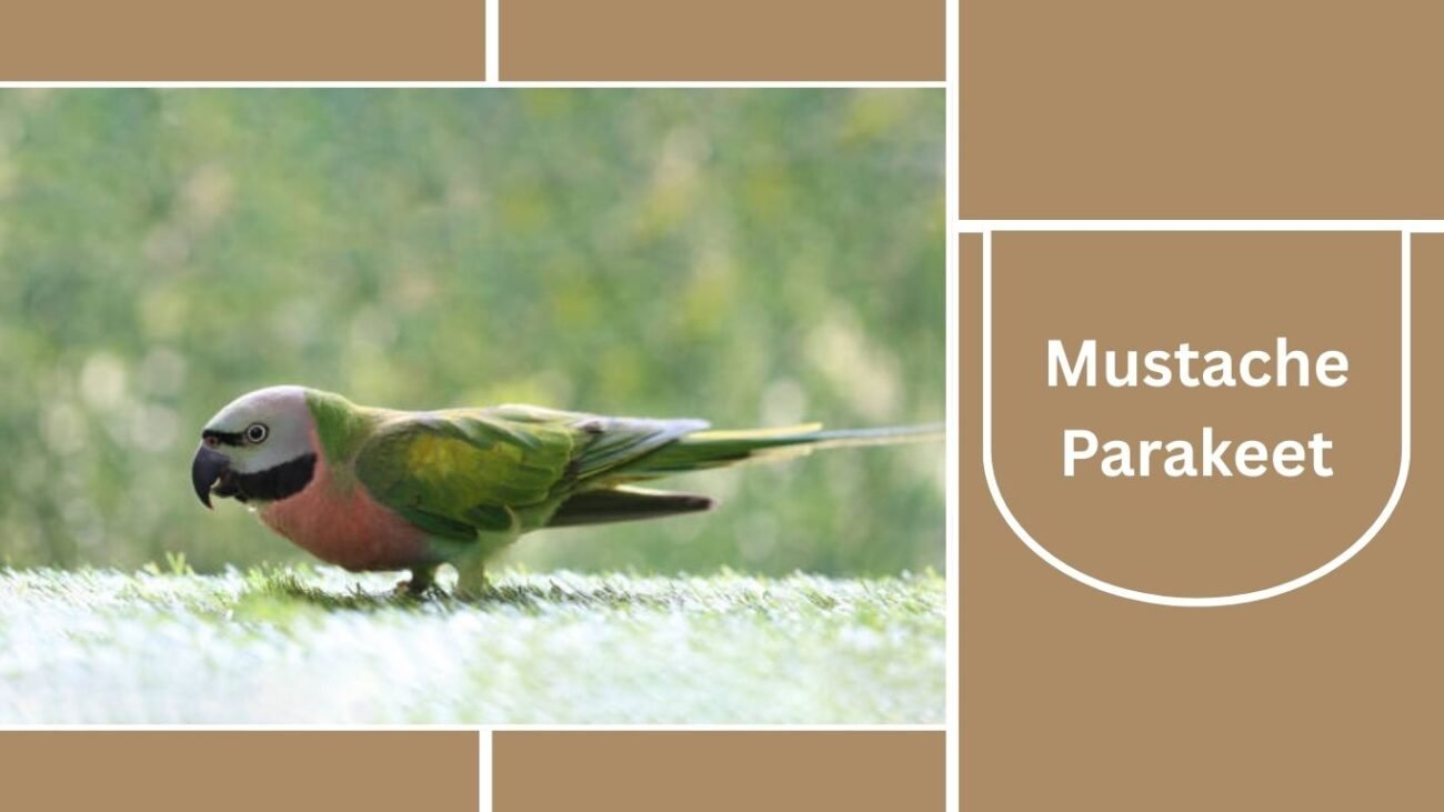  Mustache Parakeet