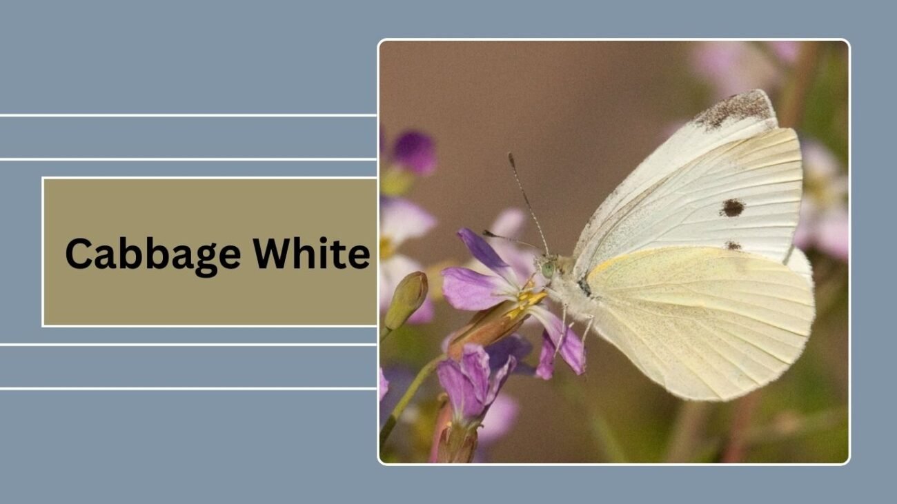 Cabbage White