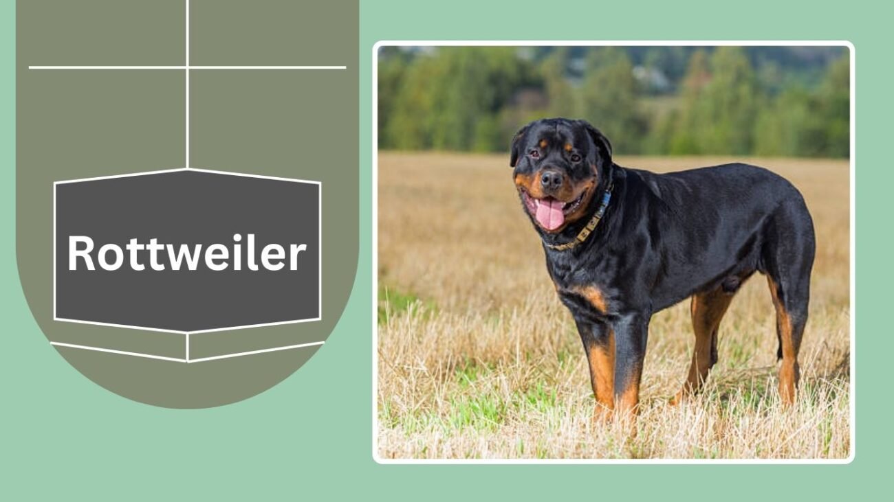 Rottweiler