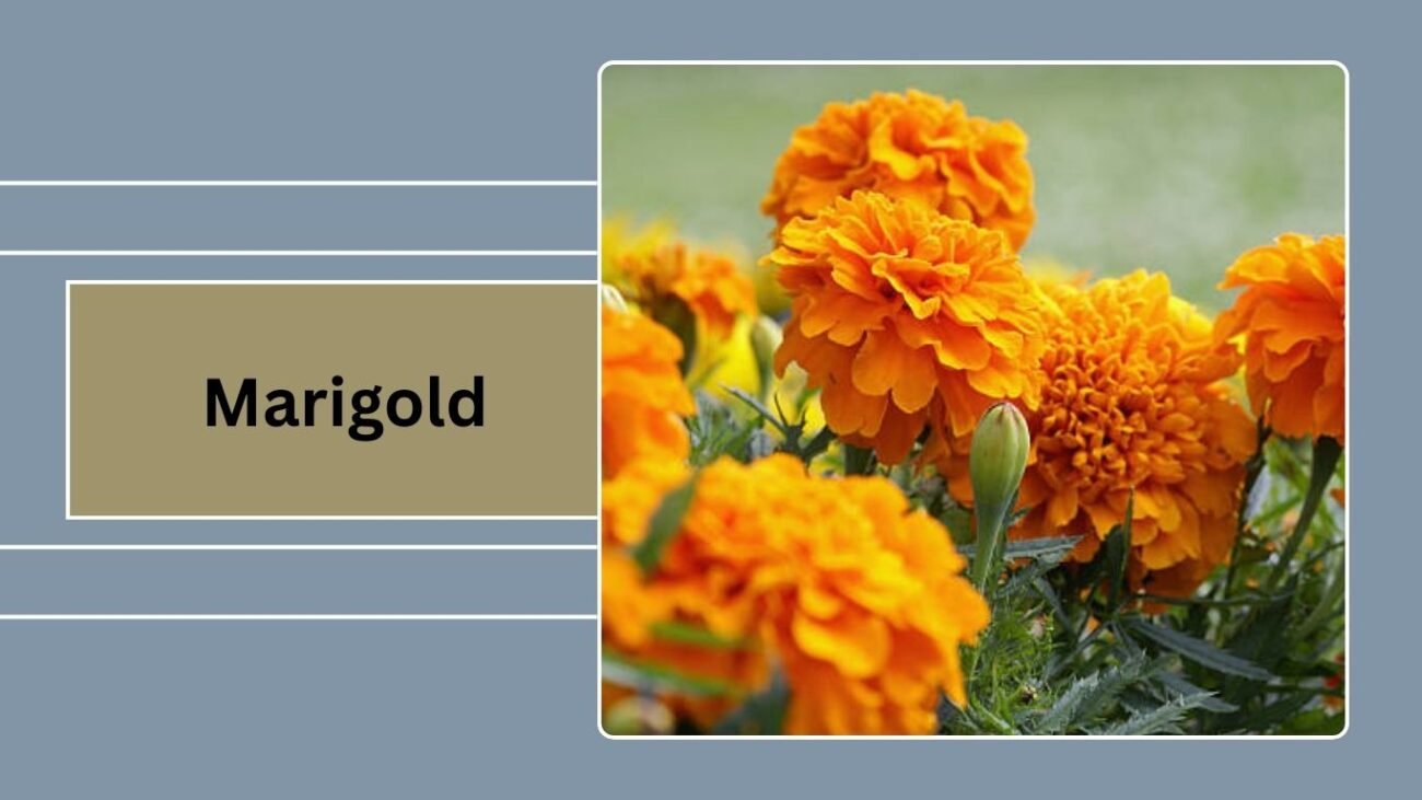 Marigold