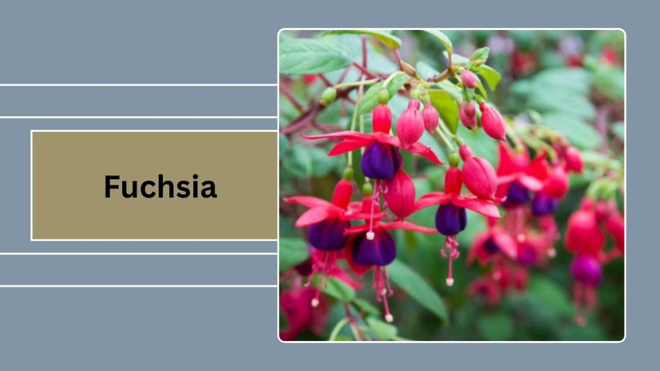  Fuchsia