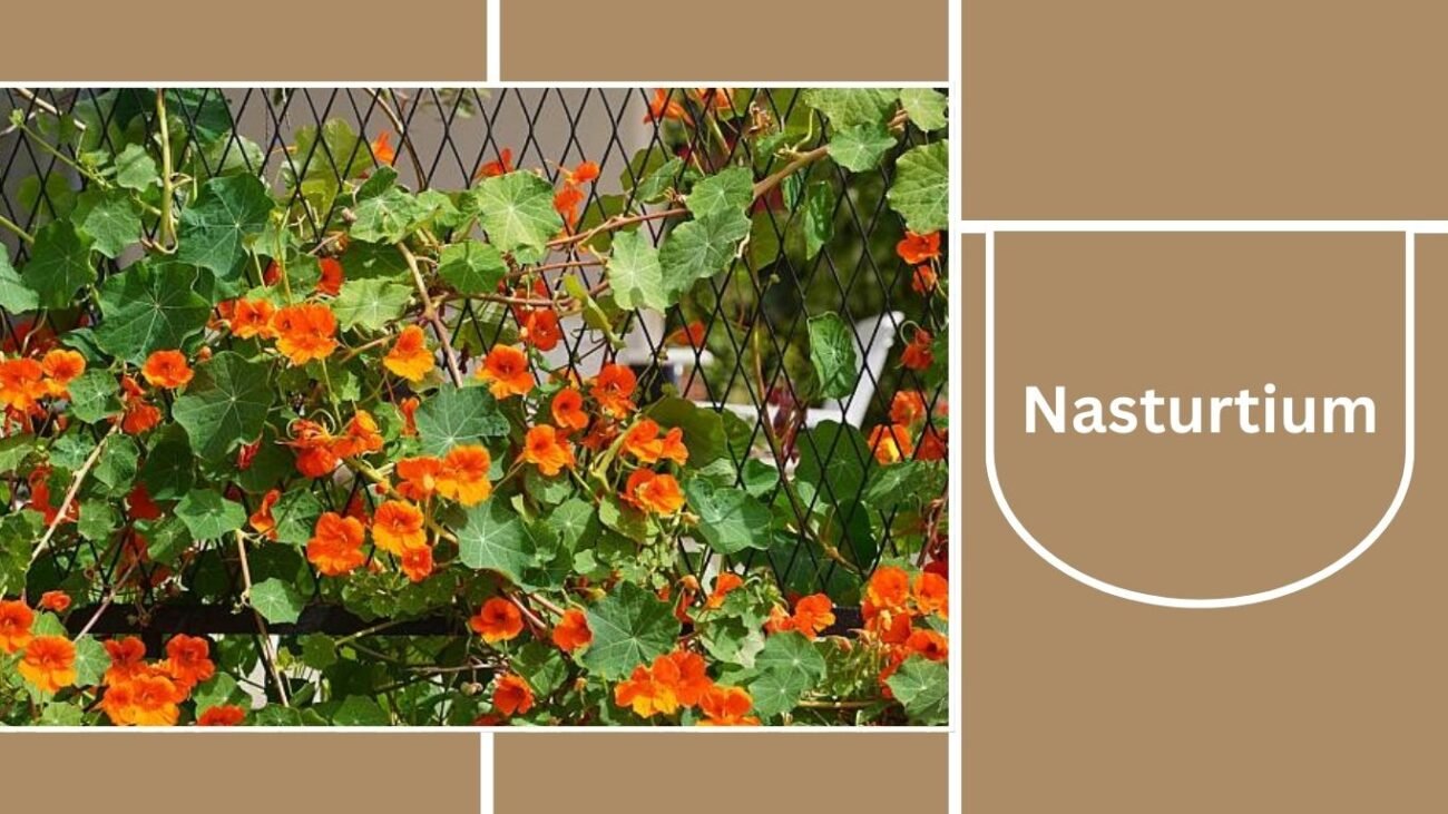 Nasturtium