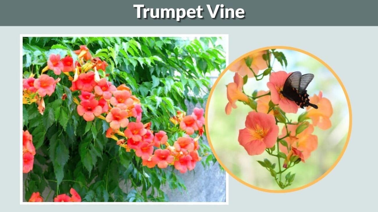 Trumpet Vine