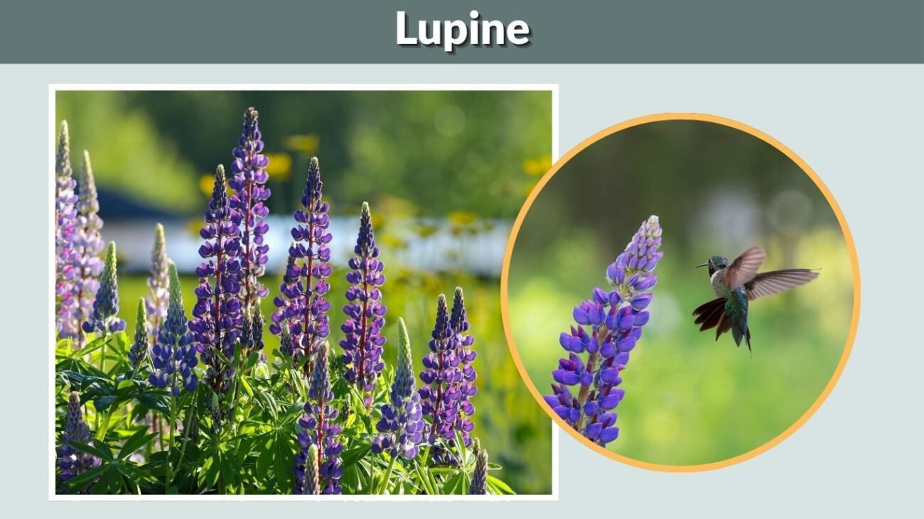 Lupine