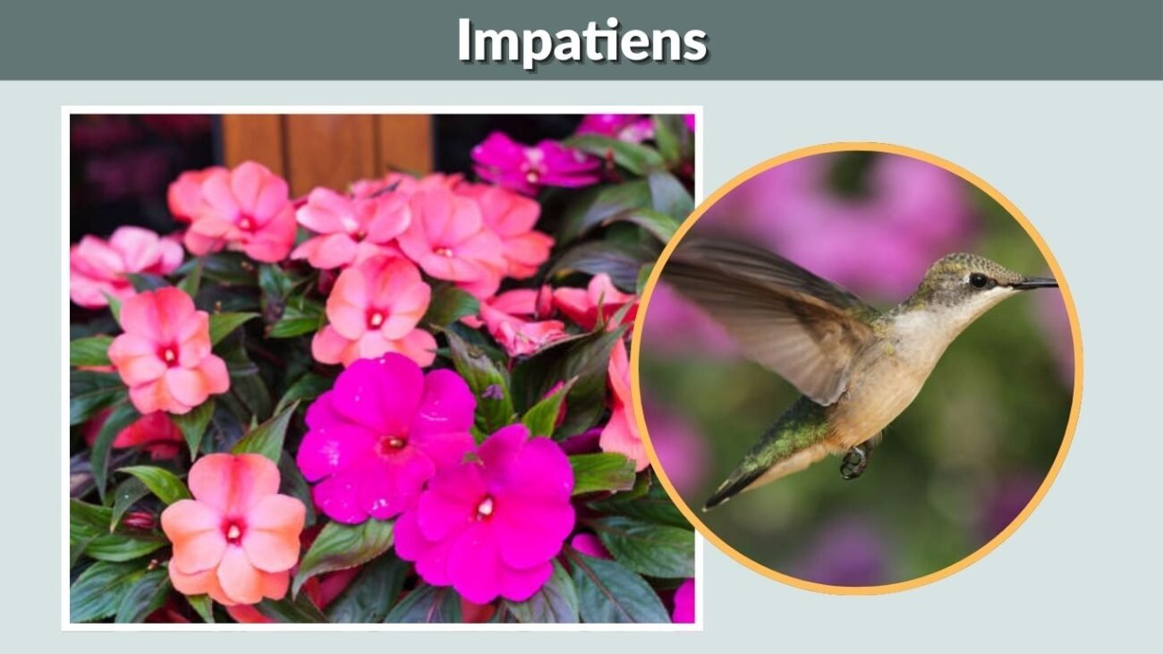 Impatiens