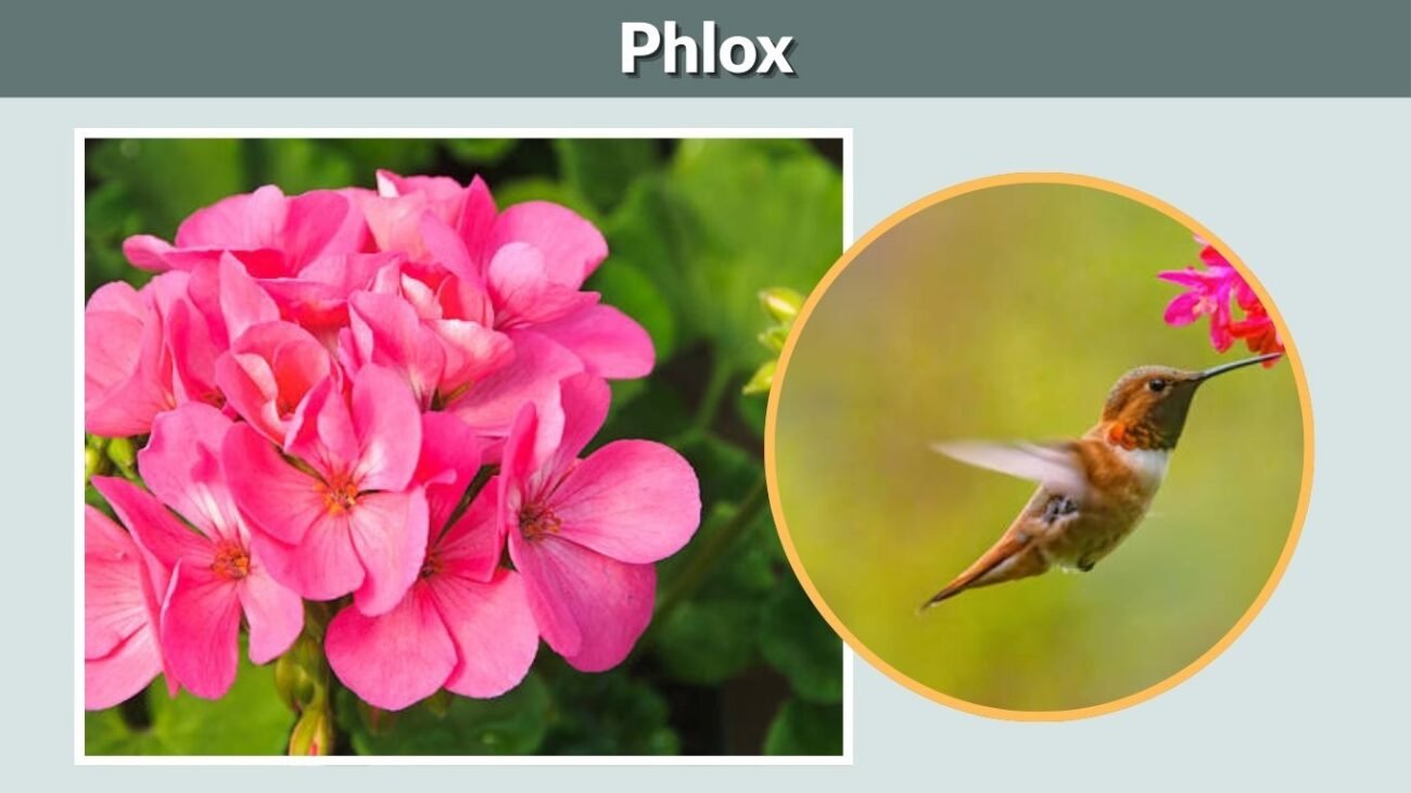 Phlox