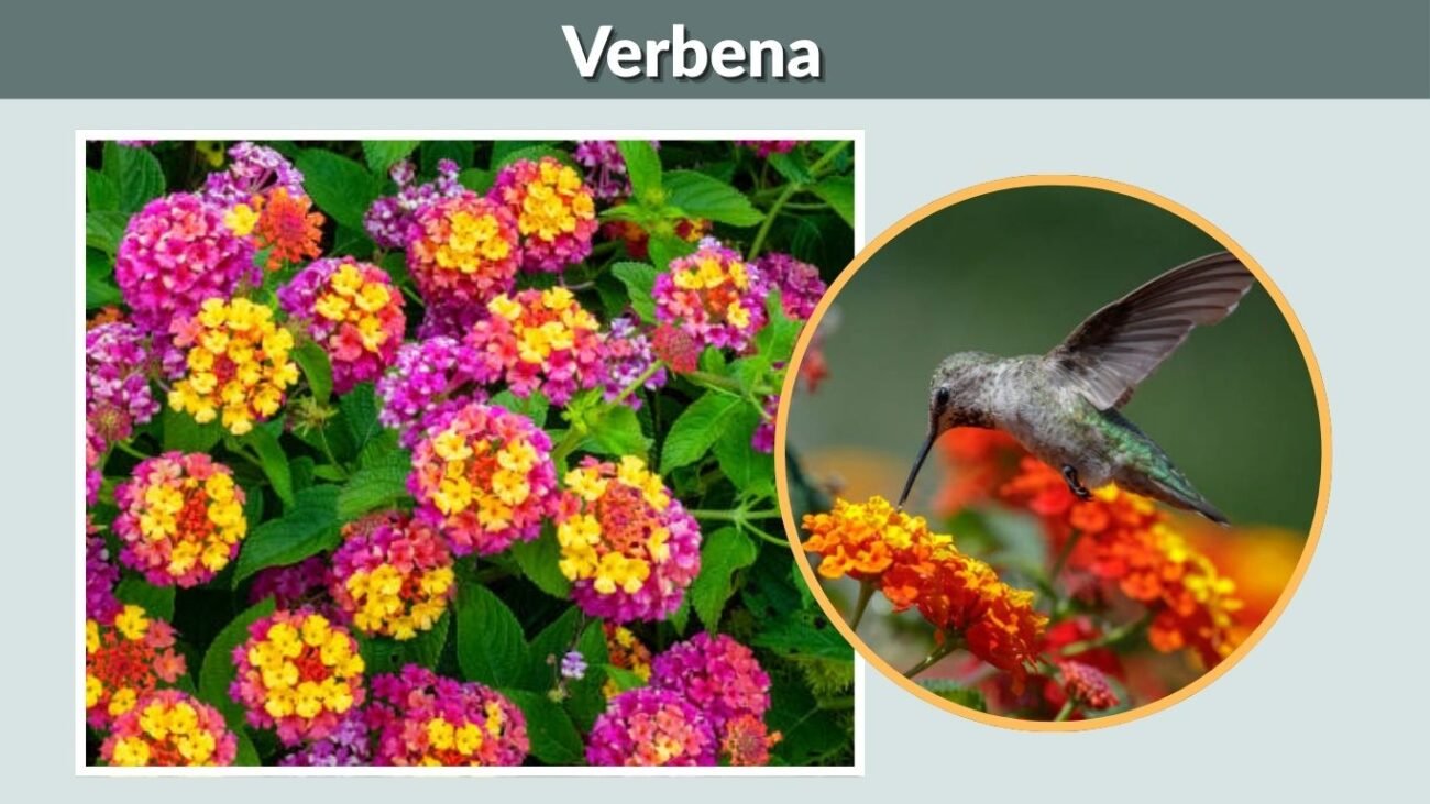 Verbena