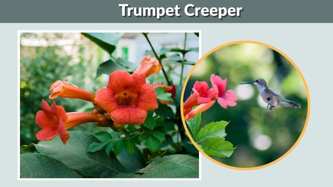 Trumpet Creeper
