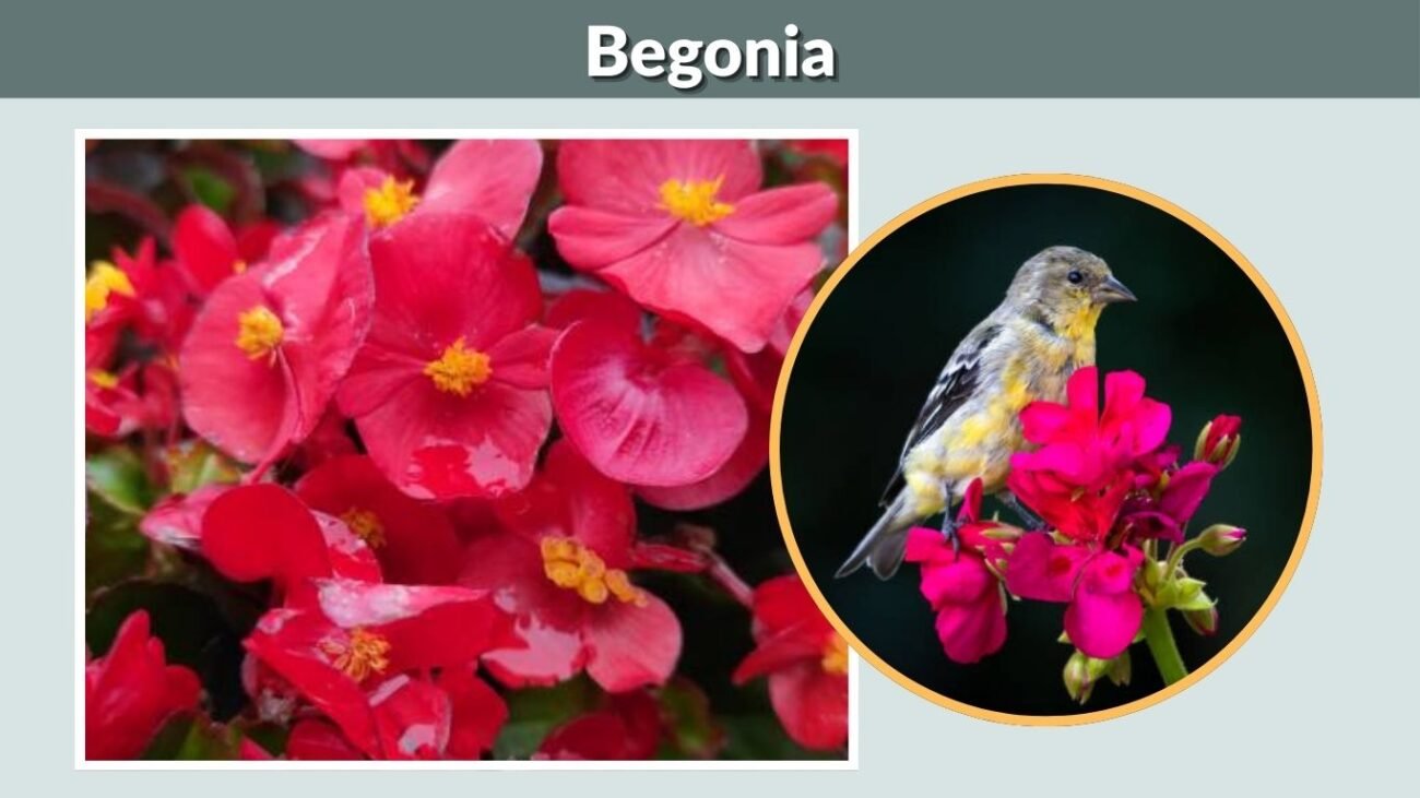 Begonia