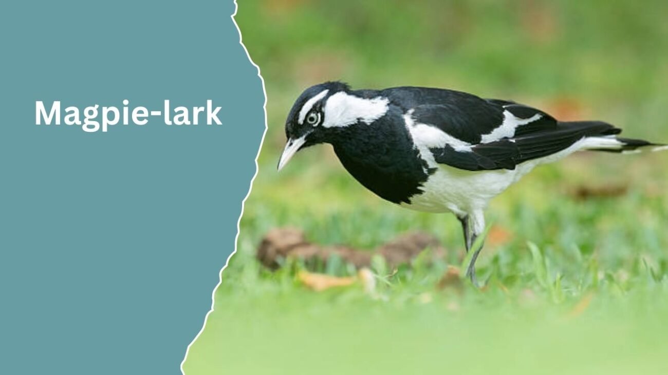 Magpie-lark