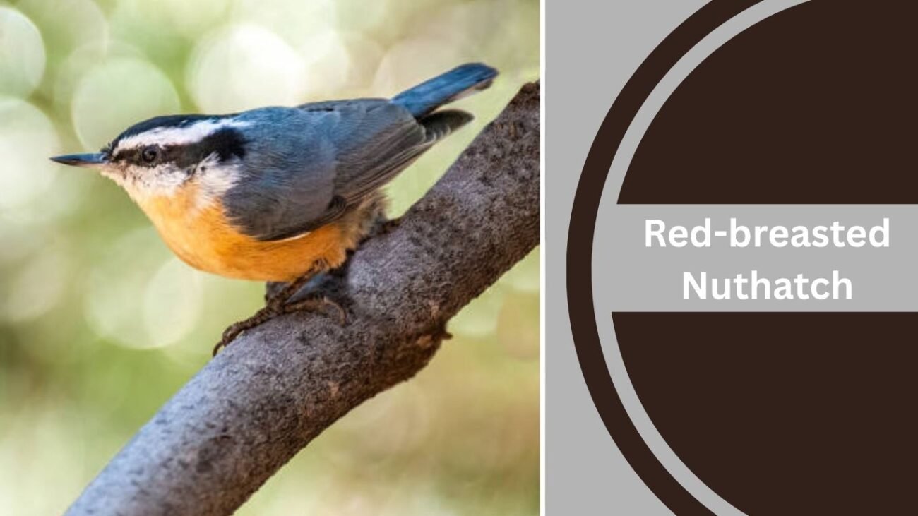 Red-breasted Nuthatch