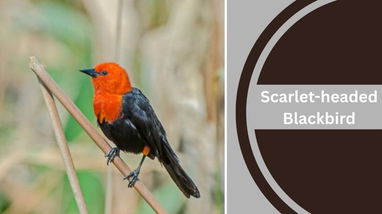 Scarlet-headed Blackbird
