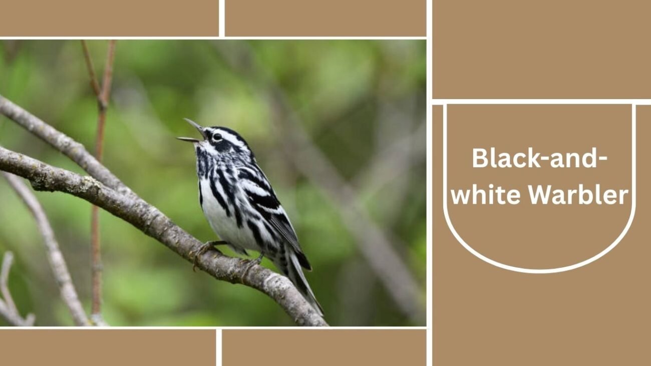 Black-and-white Warbler