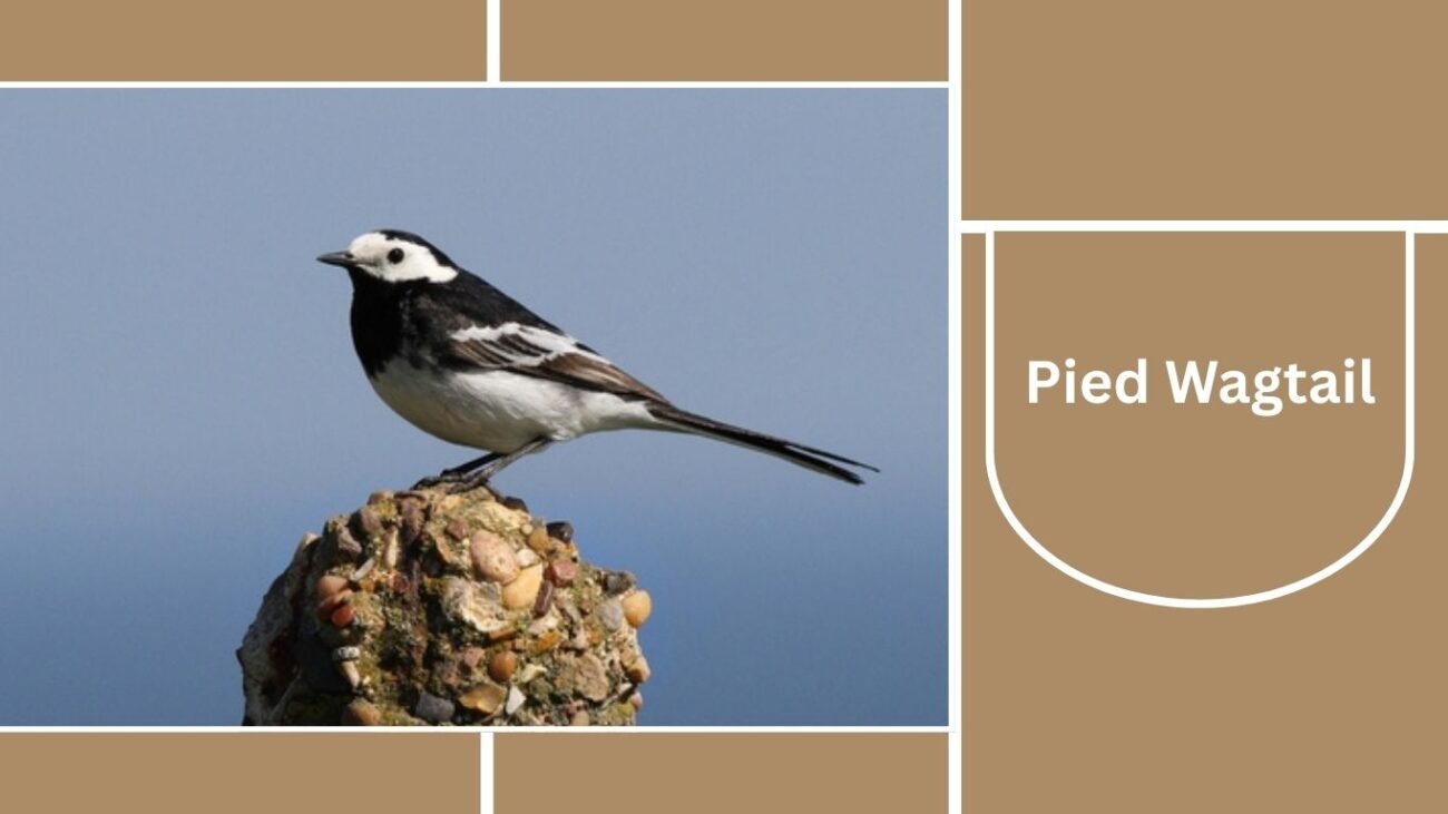 Pied Wagtail