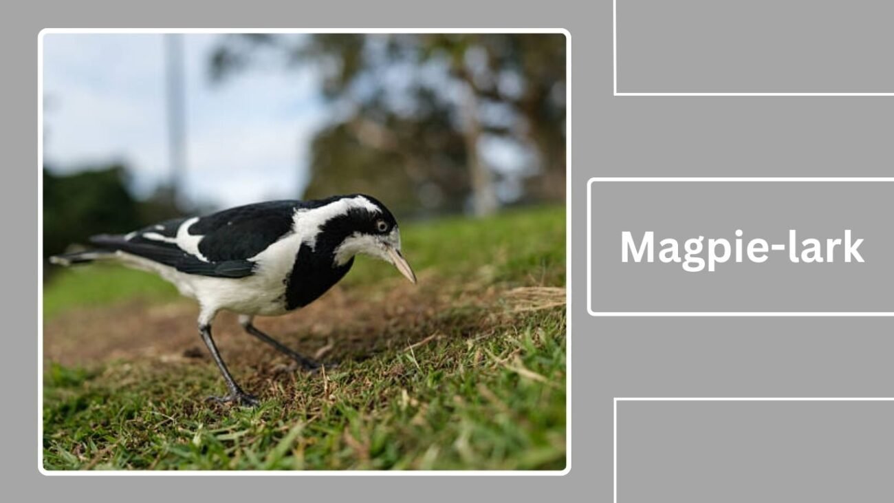 Magpie-lark