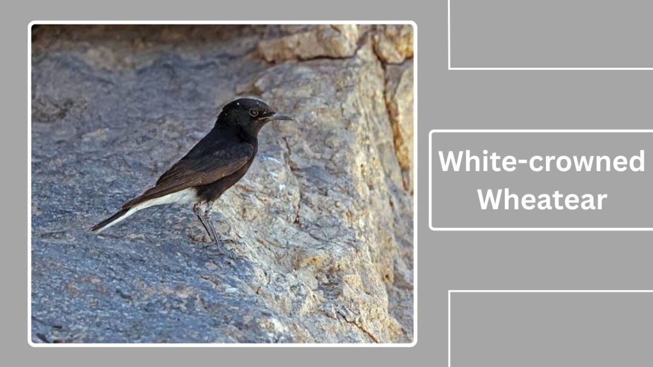 White-crowned Wheatear