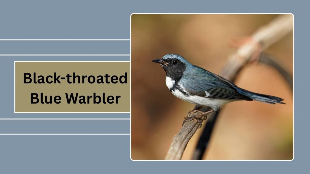 Black-throated Blue Warbler (Female)