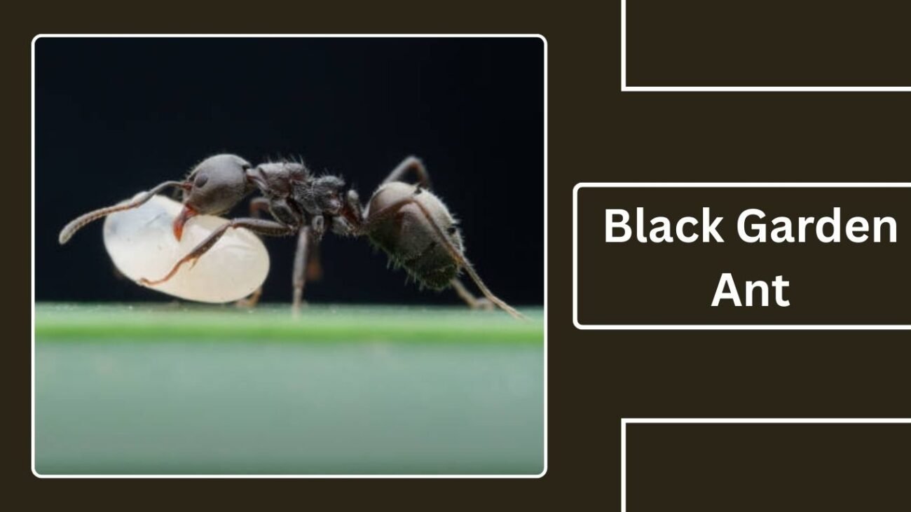Black Garden Ant