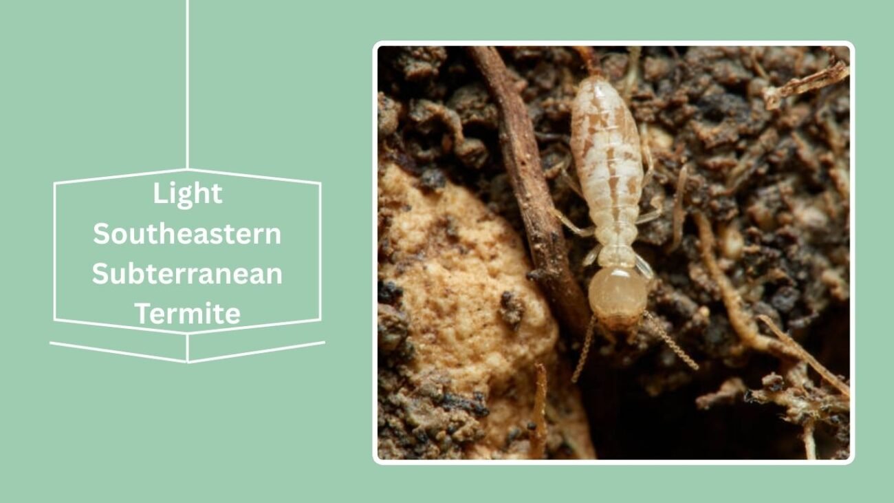 Light Southeastern Subterranean Termite